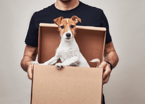 Why Choose Our Pet Shipping Services?